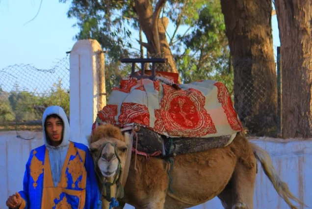 VIP Camel Ride & Lunch